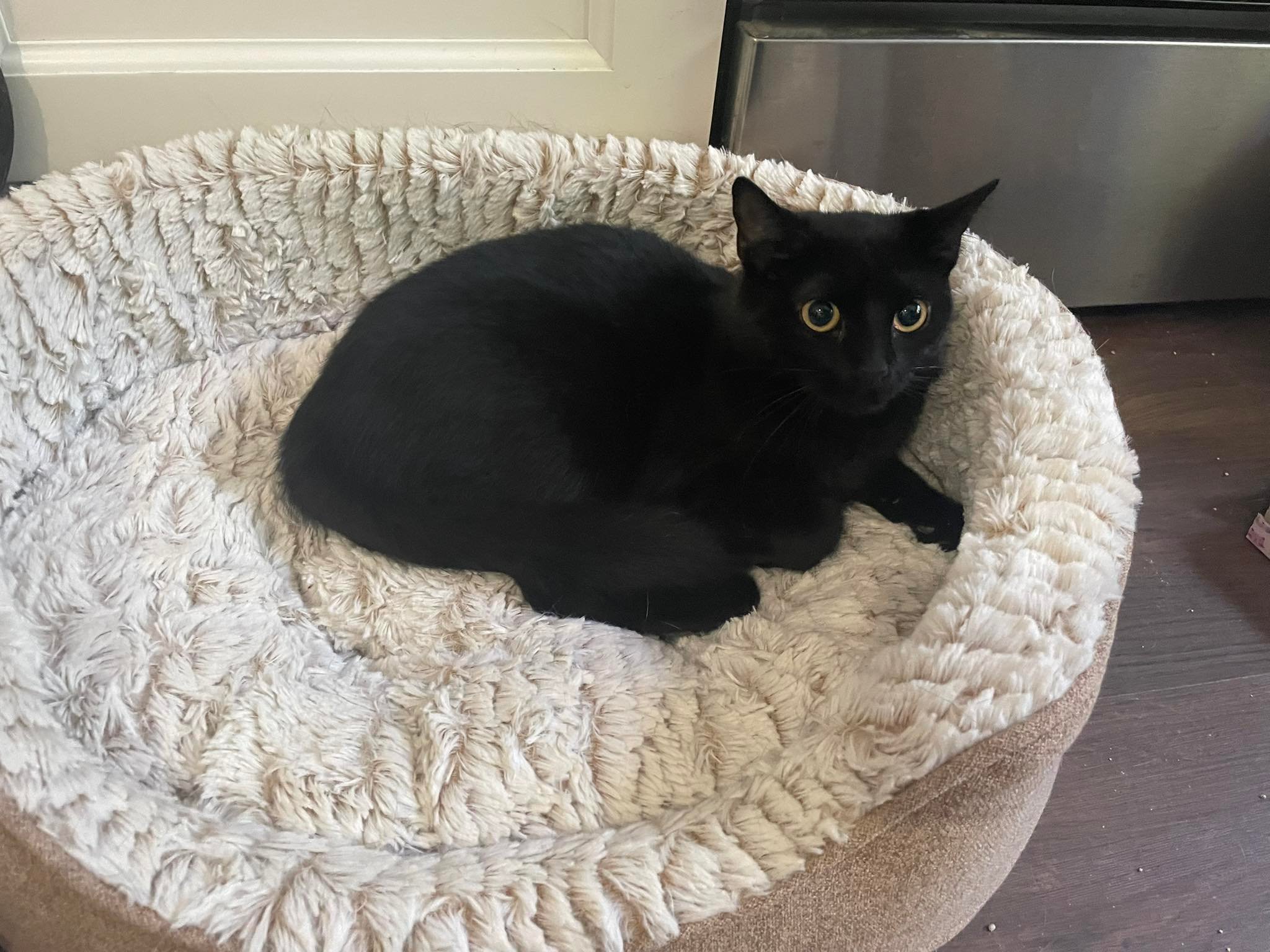Cleo