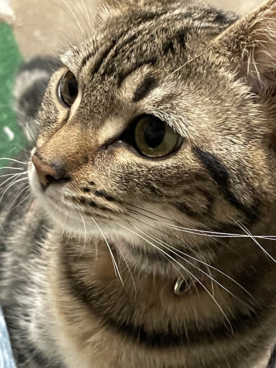 Gracie-1